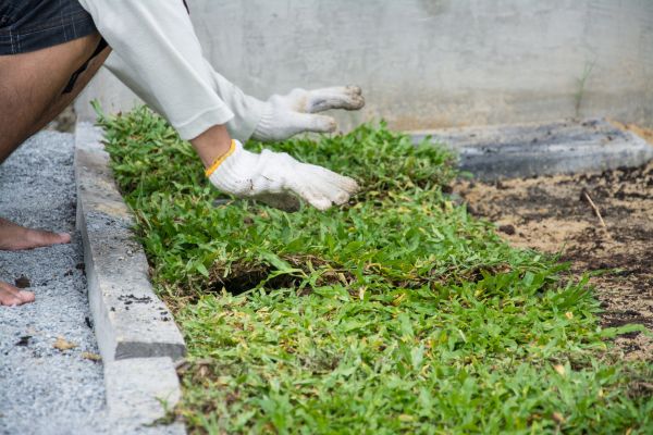Ground Cover Planting in Rockford