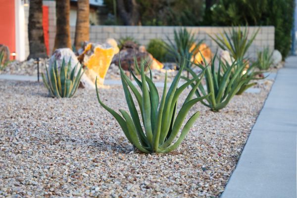 Drought Resistant Landscaping in Rockford