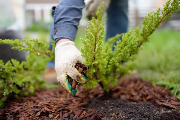 Church Mulching in Rockford