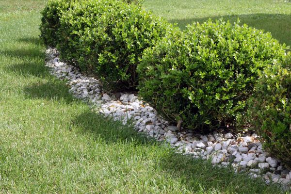 Boxwood Planting in Rockford