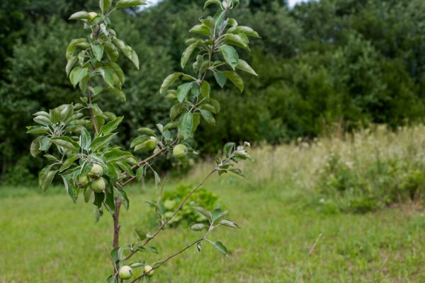 Apple Tree Planting in Rockford