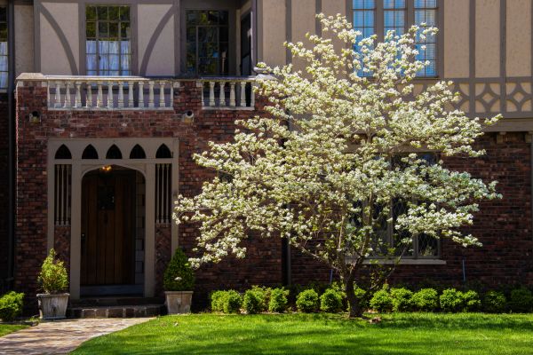 Dogwood Tree Planting in Rockford