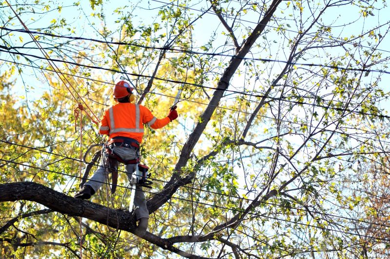 Arborist Pruning detail